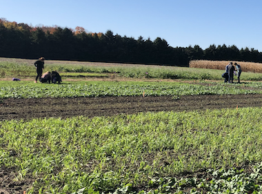 Picture of researchers working on the Ridgetown field plot