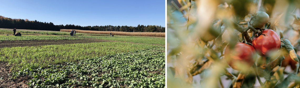 Picture of the field site on the left and tomatoes on the right