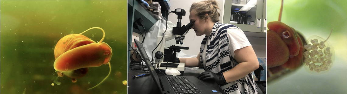 A composite image of an adult snail, the researcher sitting at a microscope and a snail with their egg mass