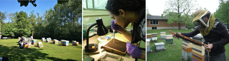 Three pictures showing researchers working on the project