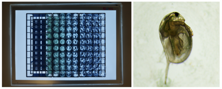 Experimental set up on the left and immobilized Daphnia magna on the right after having been exposed to Microcystis