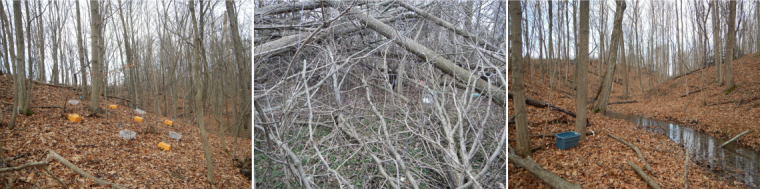 Three pictures each showing a forest with some experimental set-up