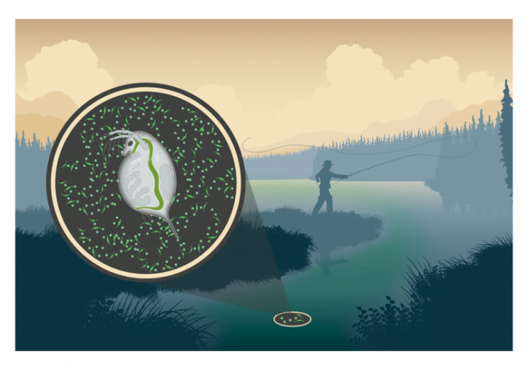 Illustration showing interaction between Daphnia and toxic Microcystis in the environment.
