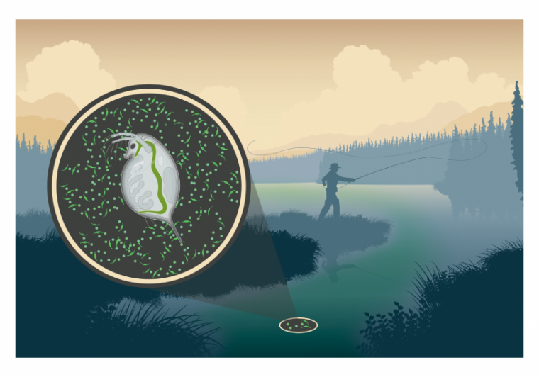    Illustration showing interaction between Daphnia and toxic Microcystis in the environment. 