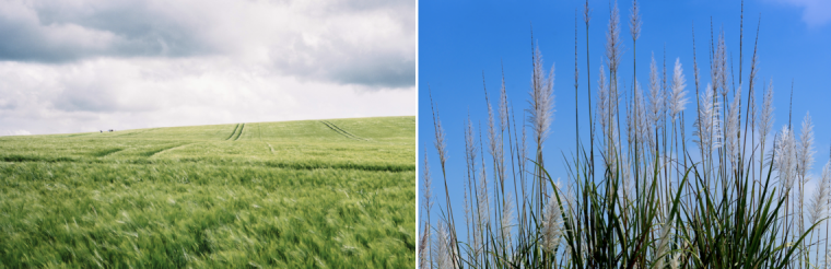 Picture of a agricultural land on the left and a close up of a grass species on the right